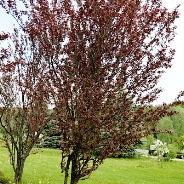 Фото рослини - Слива розлога ф. темно-пурпурова (Слива Піссарда)